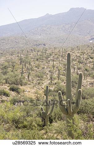 Stock Photography - Cactus with mountain in background, Arizona, United States. Fotosearch