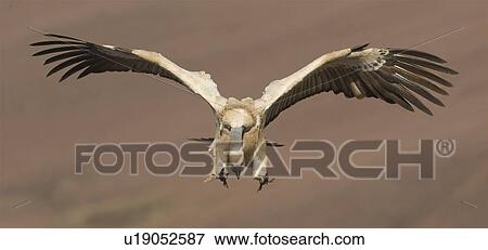 Cape Griffon vulture, Drakensberg Mountain Range, South Africa View Large Photo Image Stock Photo - Cape Griffon vulture, Drakensberg Mountain Range, South Africa . Fotosearch