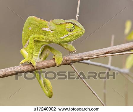 Chameleon on branch, Greater Kruger National Park, South Africa View Large Photo Image Stock Image - Chameleon on branch, Greater Kruger National Park, South Africa. Fotosearch