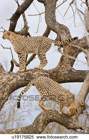 Cheetahs in tree, Greater Kruger National Park, South Africa View Large Photo Image Stock Photography - Cheetahs in tree, Greater Kruger National Park, South Africa. Fotosearch