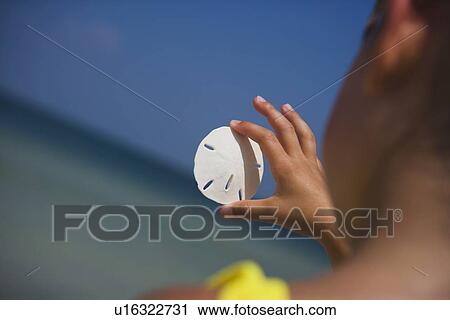 Stock Image - Child holding sand dollar, Florida, United States. Fotosearch