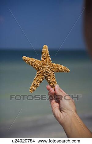 Picture - Child holding starfish, Florida, United States. Fotosearch