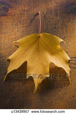 Stock Photo - Close up of autumn leaf. Fotosearch