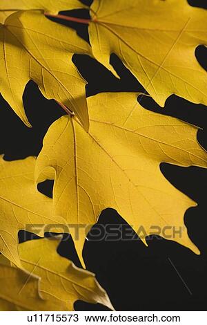 Close up of autumn leaves on branch View Large Photo Image Stock Image - Close up of autumn leaves on branch. Fotosearch