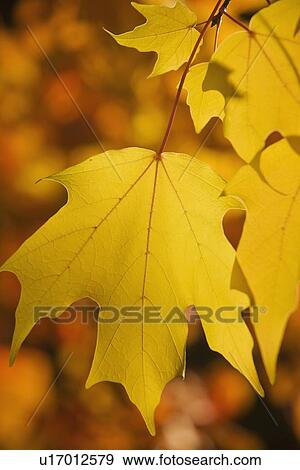 Stock Photo - Close up of autumn leaves on branch. Fotosearch