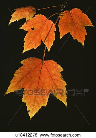 Stock Photo - Close up of autumn leaves on branch. Fotosearch