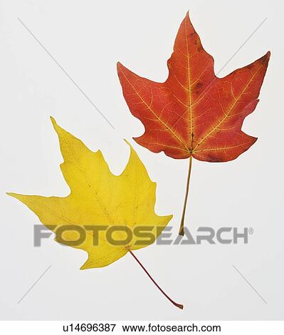 Close up of autumn leaves View Large Photo Image Stock Photo - Close up of autumn leaves. Fotosearch