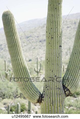 Stock Photo - Close up of cactus, Arizona, United States. Fotosearch