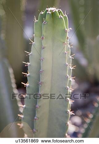 Close up of cactus, Arizona, United States View Large Photo Image Stock Photo - Close up of cactus, Arizona, United States. Fotosearch