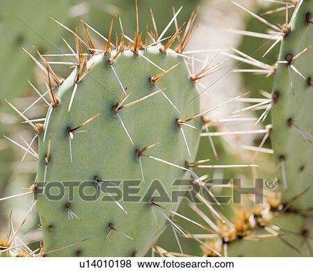 Close up of cactus, Arizona, United States View Large Photo Image Stock Photo - Close up of cactus, Arizona, United States. Fotosearch