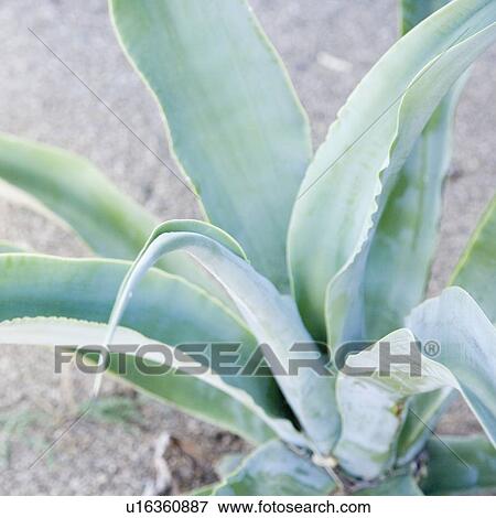 Stock Photo - Close up of cactus, Arizona, United States. Fotosearch