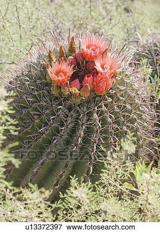 Close up of cactus with flower, Arizona, United States View Large Photo Image Stock Photo - Close up of cactus with flower, Arizona, United States. Fotosearch