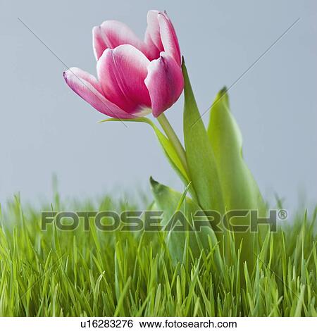 Stock Photograph - Close up of flower in grass. Fotosearch