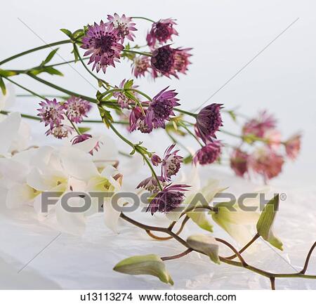Close up of flowers View Large Photo Image Picture - Close up of flowers. Fotosearch