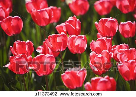 Close up of flowers View Large Photo Image Stock Image - Close up of flowers. Fotosearch