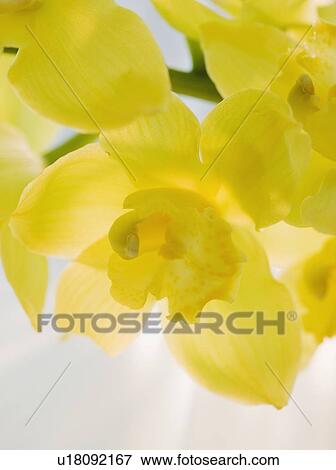 Stock Photo - Close up of freesia. Fotosearch