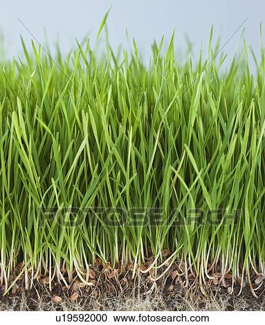 Stock Image - Close up of grass. Fotosearch