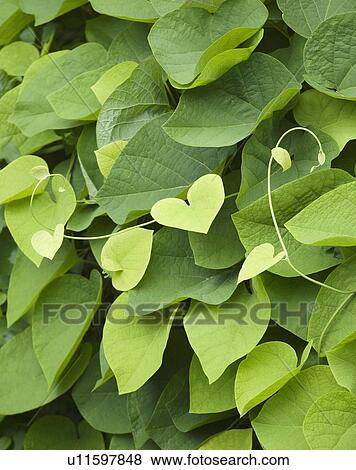 Close up of heart-shaped leaves, Maine, United States View Large Photo Image Stock Photo - Close up of heart-shaped leaves, Maine, United States. Fotosearch