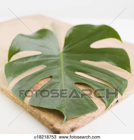 Stock Image - Close up of leaf on wooden board. Fotosearch