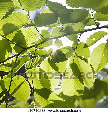 Stock Image - Close up of leaves in sunlight, Maine, United States. Fotosearch