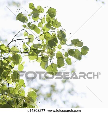 Stock Photo - Close up of leaves in sunlight, Maine, United States. Fotosearch