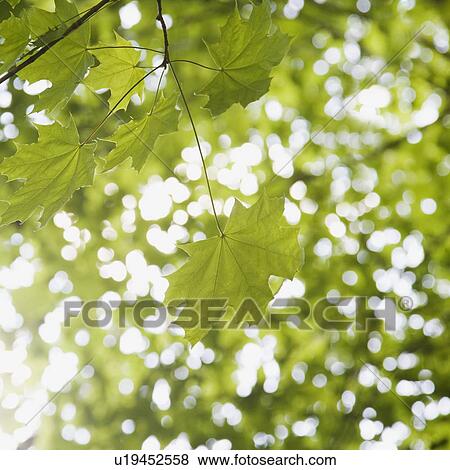 Stock Photo - Close up of leaves in sunlight, Maine, United States. Fotosearch