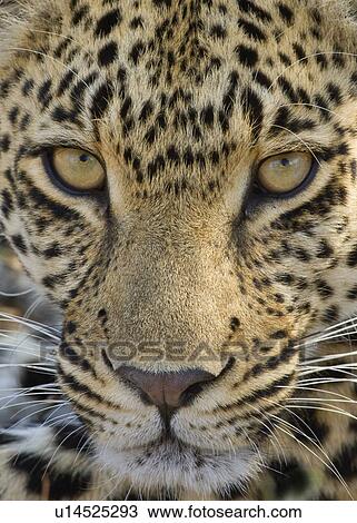 Close up of Leopard, Greater Kruger National Park, South Africa View Large Photo Image Stock Image - Close up of Leopard, Greater Kruger National Park, South Africa. Fotosearch