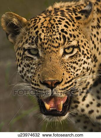 Close up of Leopard, Greater Kruger National Park, South Africa View Large Photo Image Stock Image - Close up of Leopard, Greater Kruger National Park, South Africa. Fotosearch