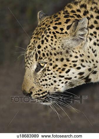 Close up of Leopard, Greater Kruger National Park, South Africa View Large Photo Image Stock Photo - Close up of Leopard, Greater Kruger National Park, South Africa. Fotosearch