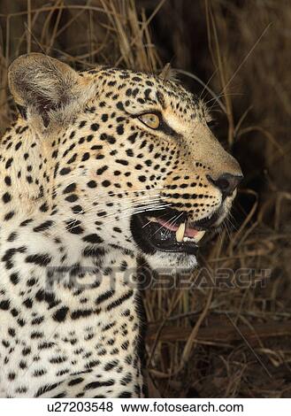 Close up of Leopard, Greater Kruger National Park, South Africa View Large Photo Image Stock Photo - Close up of Leopard, Greater Kruger National Park, South Africa . Fotosearch