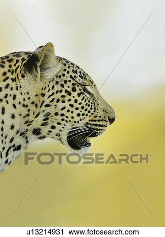 Close up of leopard View Large Photo Image Stock Image - Close up of leopard. Fotosearch