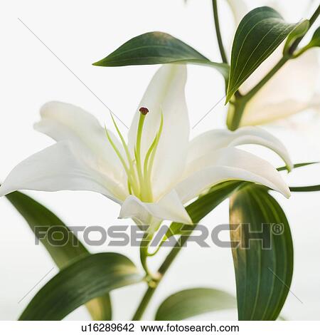 Close up of lily View Large Photo Image Stock Image - Close up of lily. Fotosearch
