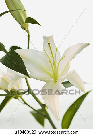 Close up of lily View Large Photo Image Stock Photo - Close up of lily. Fotosearch
