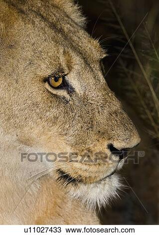 Close up of lion, Greater Kruger National Park, South Africa View Large Photo Image Stock Image - Close up of lion, Greater Kruger National Park, South Africa . Fotosearch