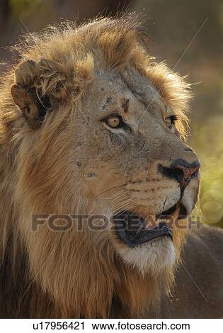 Close up of male lion View Large Photo Image Stock Image - Close up of male lion. Fotosearch