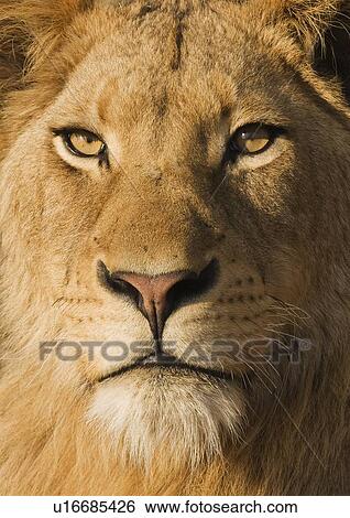 Close up of male lion View Large Photo Image Stock Photograph - Close up of male lion. Fotosearch