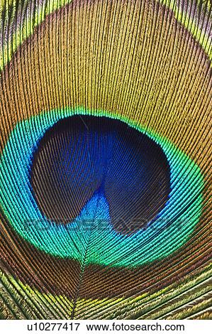 Close up of peacock feather View Large Photo Image Stock Photo - Close up of peacock feather. Fotosearch