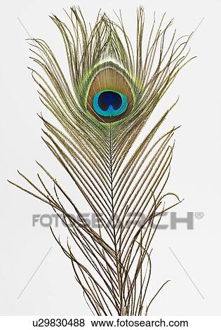 Close up of peacock feather View Large Photo Image Stock Photo - Close up of peacock feather. Fotosearch