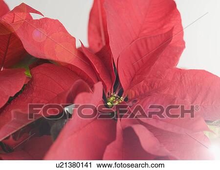 Stock Image - Close up of poinsettia. Fotosearch
