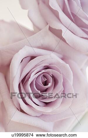Close up of roses View Large Photo Image Picture - Close up of roses. Fotosearch