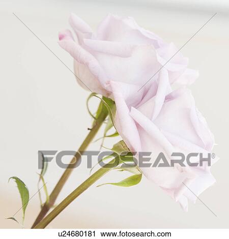 Stock Image - Close up of roses. Fotosearch