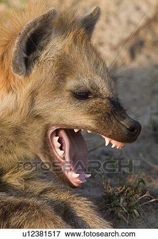 Close up of Spotted Hyaena, Greater Kruger National Park, South Africa View Large Photo Image Stock Photo - Close up of Spotted Hyaena, Greater Kruger National Park, South Africa. Fotosearch