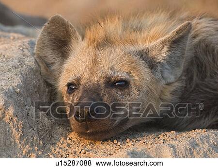 Close up of Spotted Hyaena, Greater Kruger National Park, South Africa View Large Photo Image Stock Photo - Close up of Spotted Hyaena, Greater Kruger National Park, South Africa. Fotosearch
