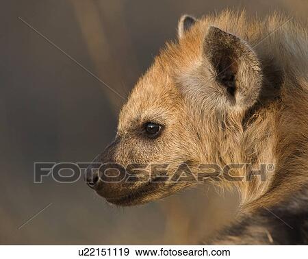 Close up of Spotted Hyaena, Greater Kruger National Park, South Africa View Large Photo Image Stock Photo - Close up of Spotted Hyaena, Greater Kruger National Park, South Africa. Fotosearch