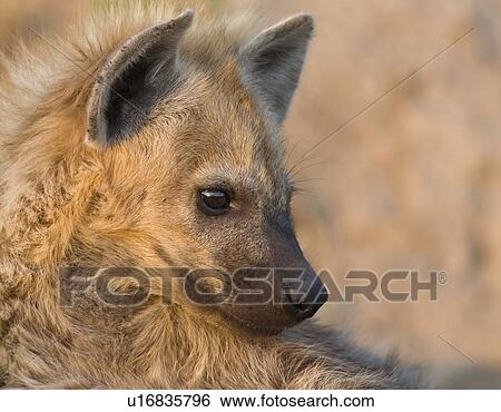 Close up of Spotted Hyaena, Greater Kruger National Park, South Africa View Large Photo Image Stock Photograph - Close up of Spotted Hyaena, Greater Kruger National Park, South Africa. Fotosearch