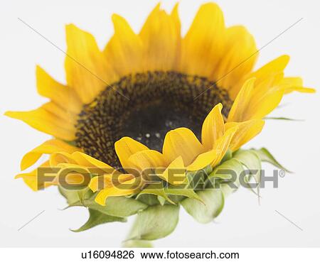 Close up of sunflower View Large Photo Image Stock Photograph - Close up of sunflower. Fotosearch