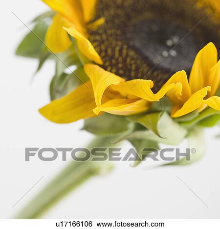 Stock Photograph - Close up of sunflower. Fotosearch