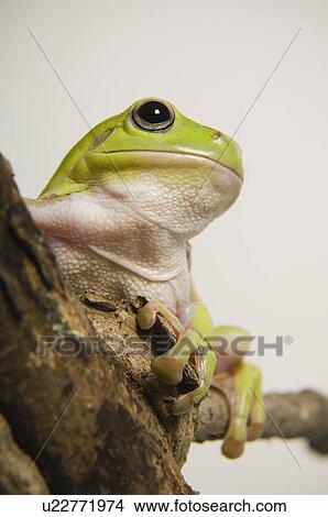Picture - Close up of tree frog. Fotosearch