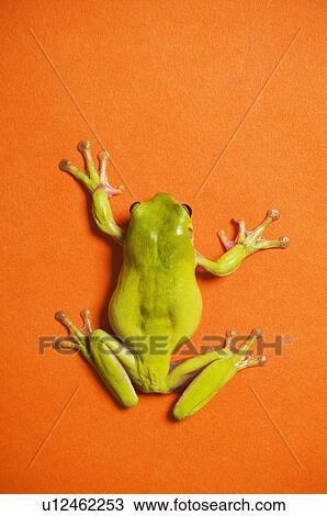 Close up of tree frog View Large Photo Image Stock Image - Close up of tree frog. Fotosearch