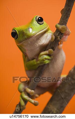 Close up of tree frog View Large Photo Image Stock Image - Close up of tree frog. Fotosearch
